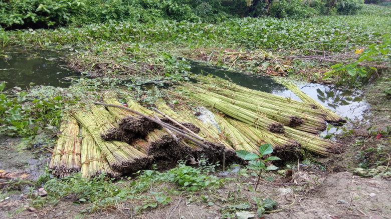 নড়াইলের  নড়াগাতীতে যত্রতত্র পাট পঁচানোয় পরিবেশ বিপর্যস্ত, স্বাস্থ্যঝুঁকিতে এলাকাবাসী