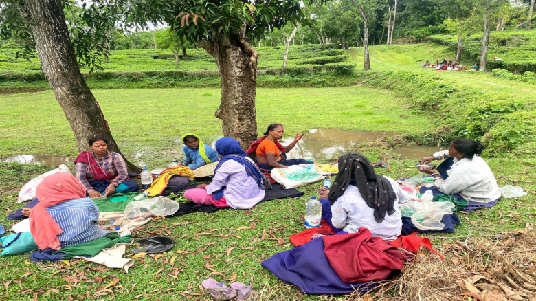 চাপাতার ভর্তা ও আটার রুটি খেয়ে চলে চা শ্রমিকের জীব...