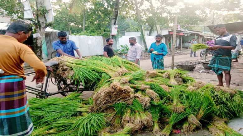 ধান রোপণের মৌসুমে জমে উঠেছে নড়াগাতীর পাতোর হাট...