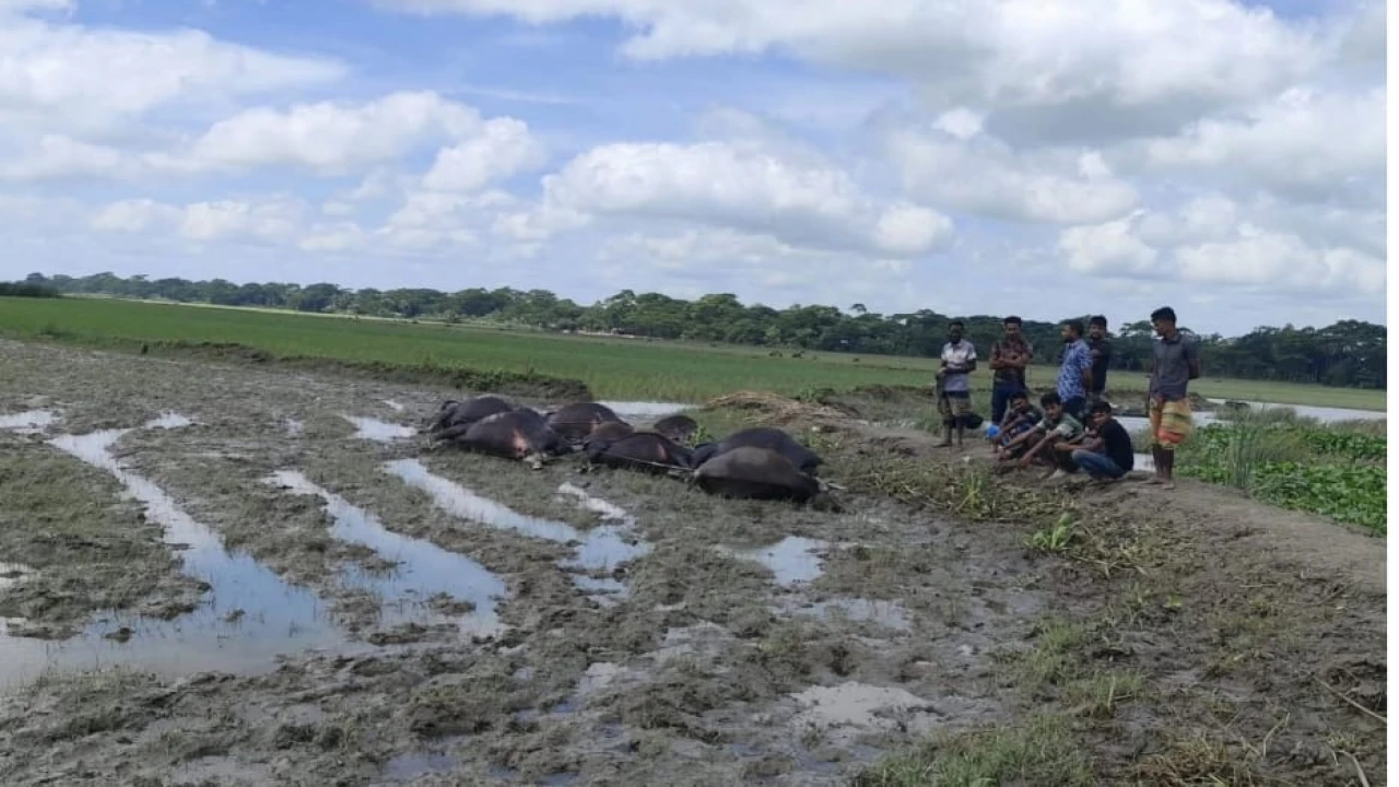 বাউফলে বিষক্রিয়ায় মারা গেছে ৯টি মহিষ, আরও ৬টি মহিষ...