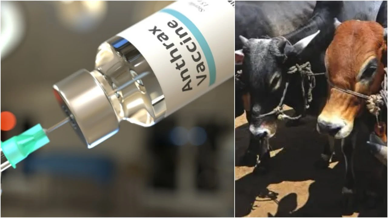 পার্বতীপুরে গবাদি পশুর অ্যানথ্রাক্স, ক্ষুরা ও লাম্...