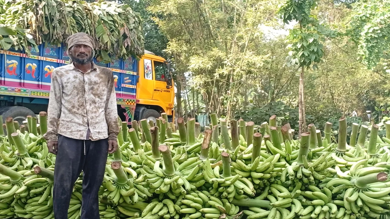রংপুরে সাগর কলা রপ্তানিতে নেই ন্যায্য দর, অভিযোগ চাষিদের