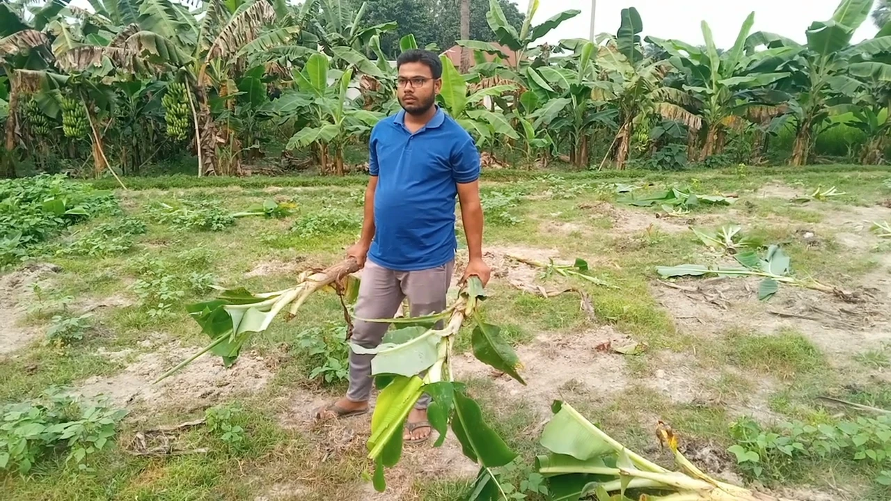 জমি দখলের পাঁয়তারা, পাঁচবিবিতে ২০০ কালাগাছ কেটে দি...