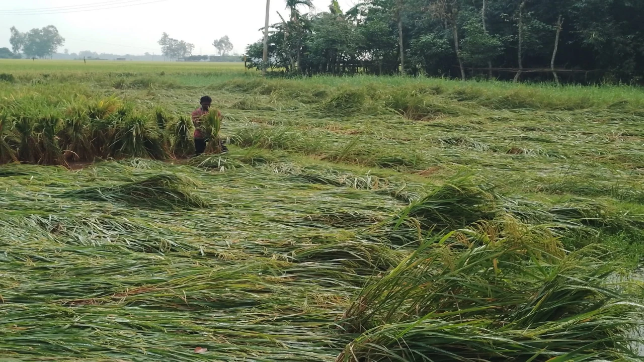 পার্বতীপুরে ঝড়ো হাওয়ায় আমন ধানের ব্যাপক ক্ষতি...