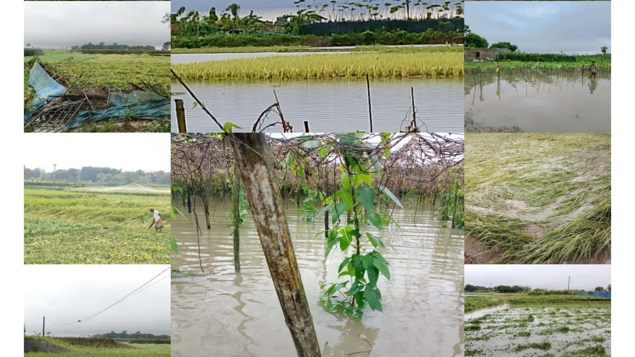 রাজশাহীতে অতিবৃষ্টিতে ব্যাপক ফসলহানি, উদ্বিগ্ন কৃষ...