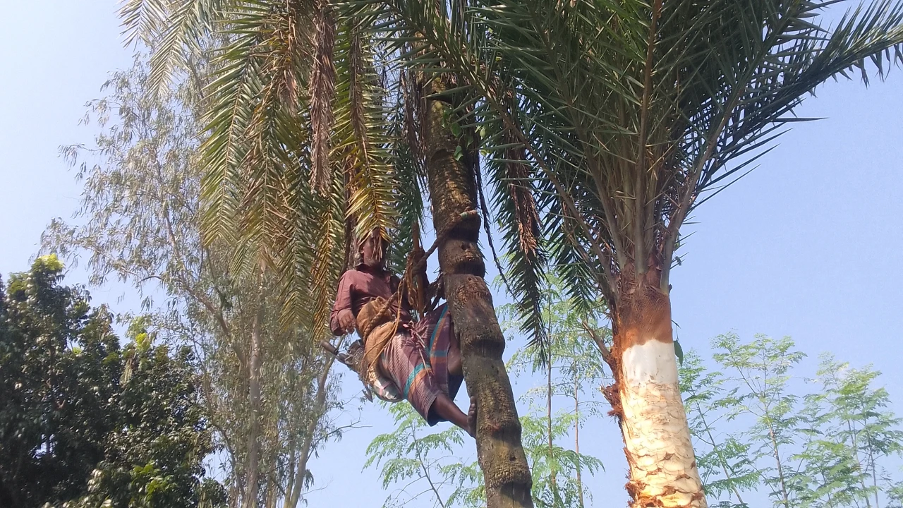 চুয়াডাঙ্গা জেলাজুড়ে খেজুরের রস সংগ্রহের প্রস্তুতি ...