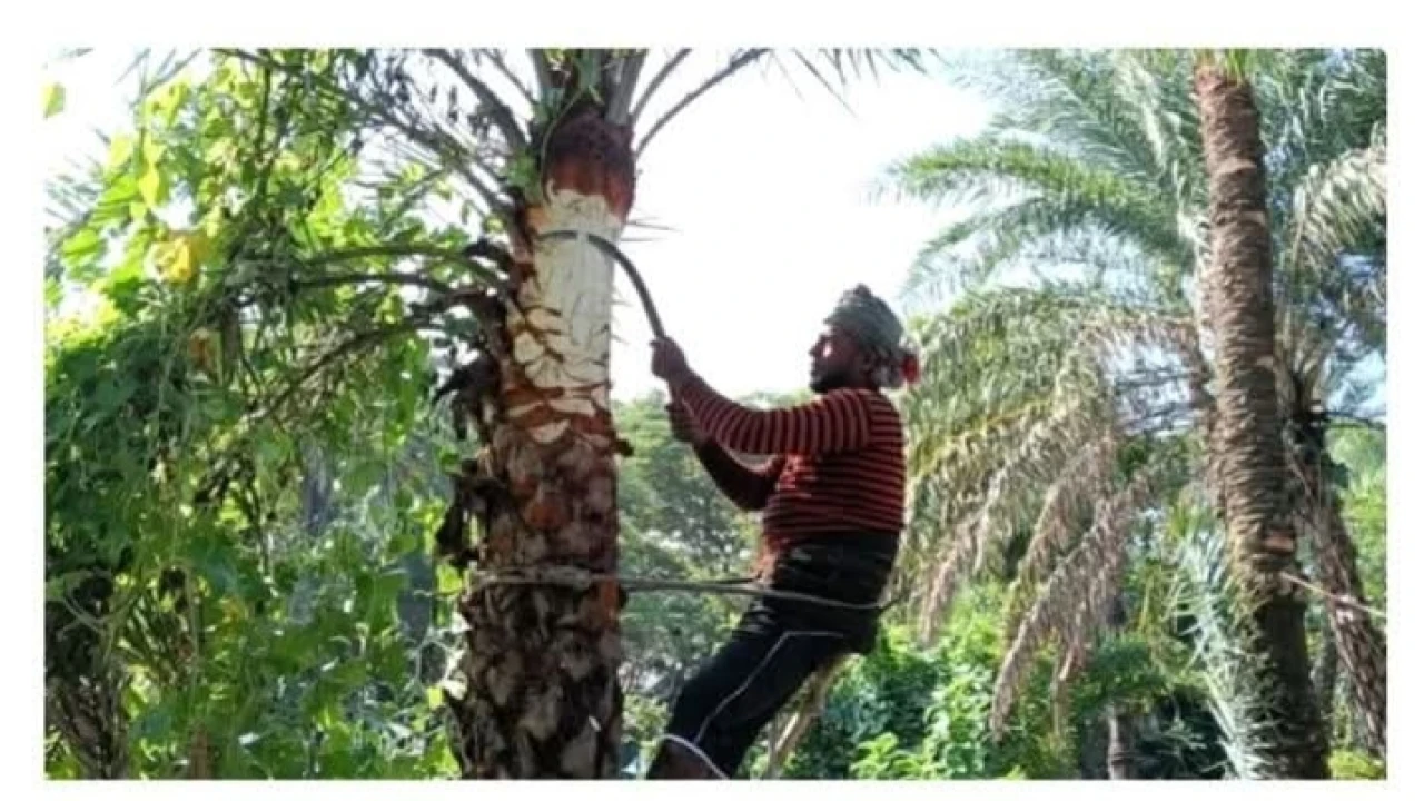 নড়াইলে গাছিরা খেজুর গাছের মাথা পরিস্কারে ব্যস্ত...