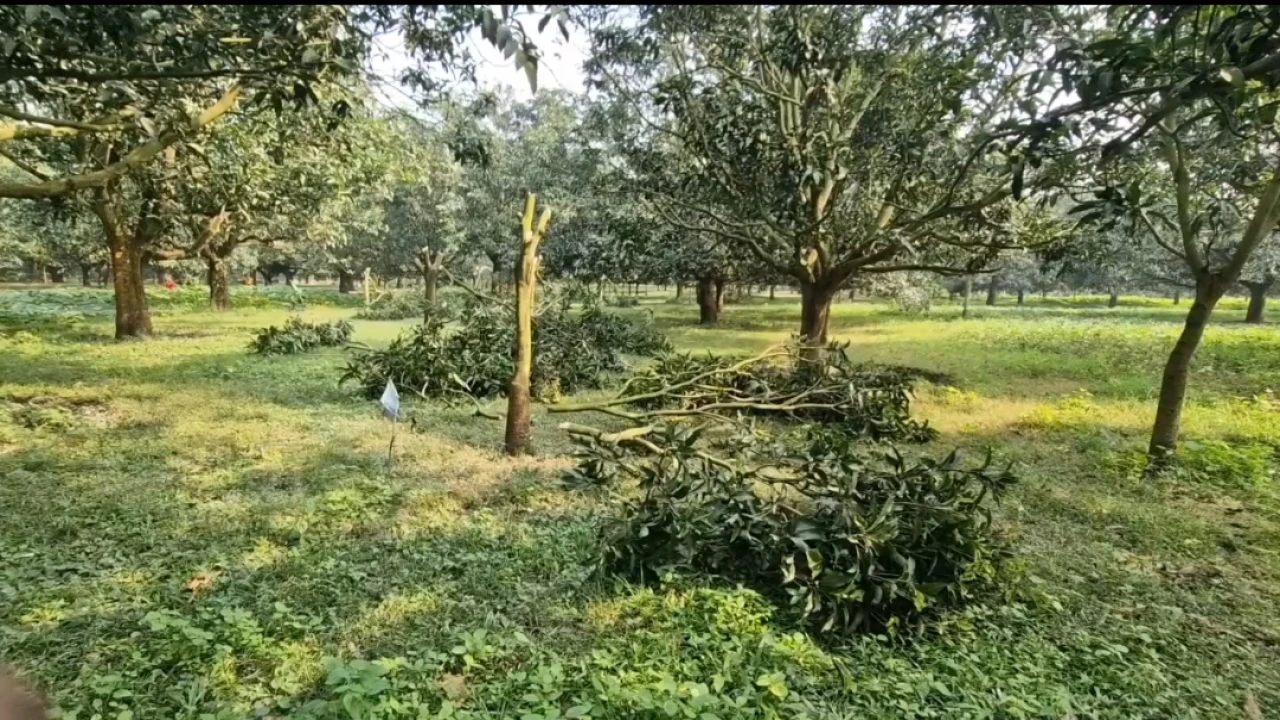 থানায় অভিযোগ করার পরেও রাতের অন্ধকারে আমগাছ কাটলো ...