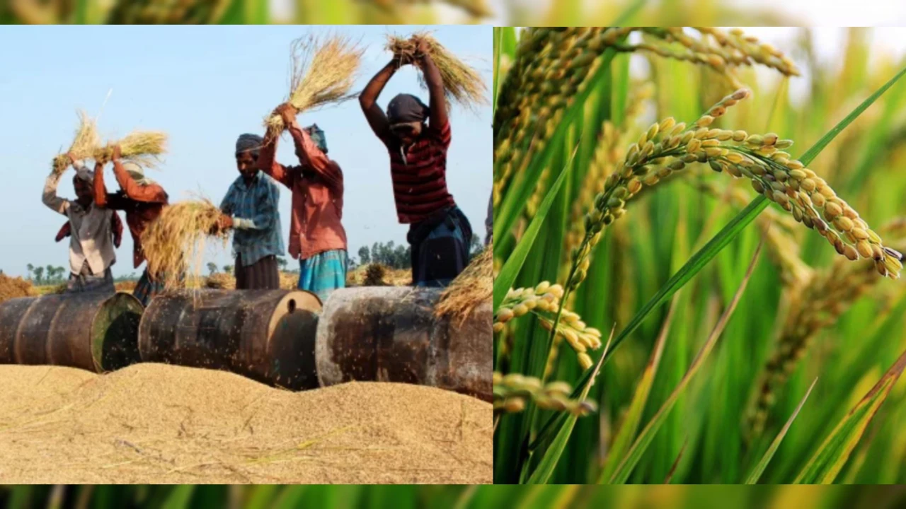 বৃষ্টি–দুর্যোগ থাকা সত্ত্বেও রাজশাহীতে আমন ধানের বাম্পার ফলন