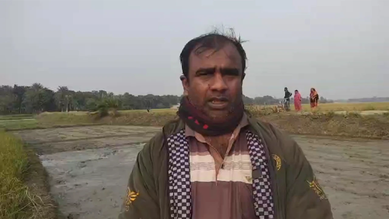 মাগুরার শালিখাতে ১ মন ৩০ কেজি ধানের বিজতলার চারা বিনষ্ট কৃষকের ব্যাপক ক্ষতি