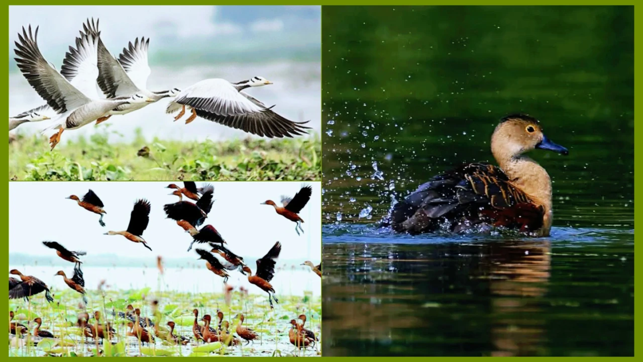রাজশাহীতে কমেছে অতিথি পাখির আগমনঃ আলোকদূষণ ও আবাসস...
