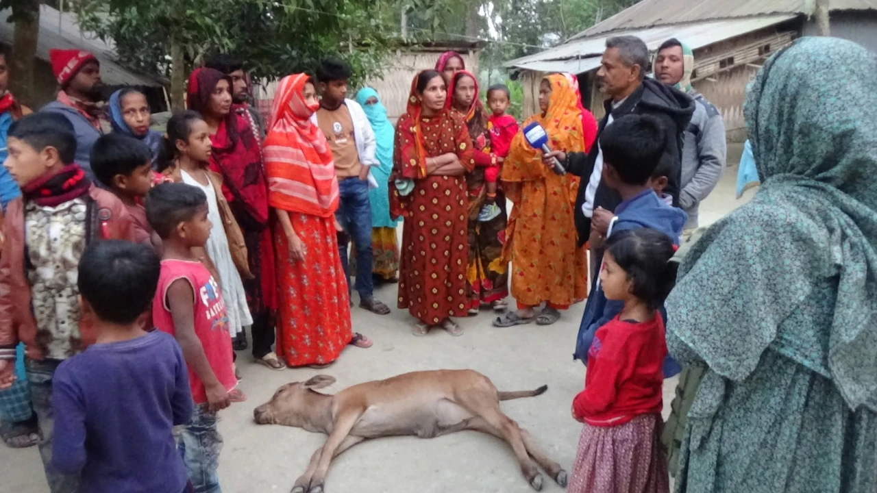 মাগুরায় ২২ দিন বয়সী গরুর বাছুর মেরে ফেলার অভিযোগ ...