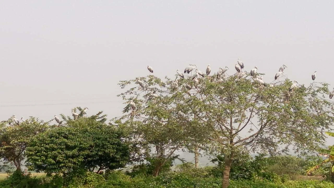 সলঙ্গায় শীতের শুরুতেই অতিথি পাখির আগমন...