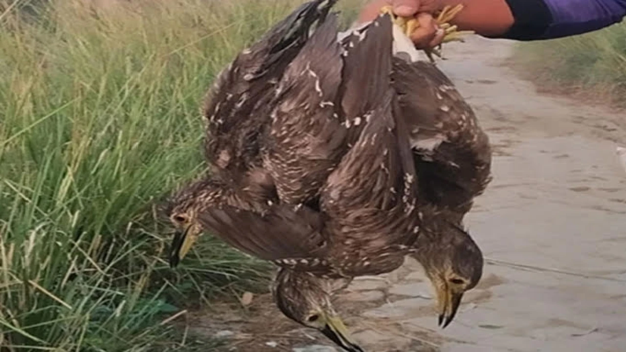 কালিয়ায় অতিথি পাখি শিকার: জীববৈচিত্র্যের জন্য মারা...