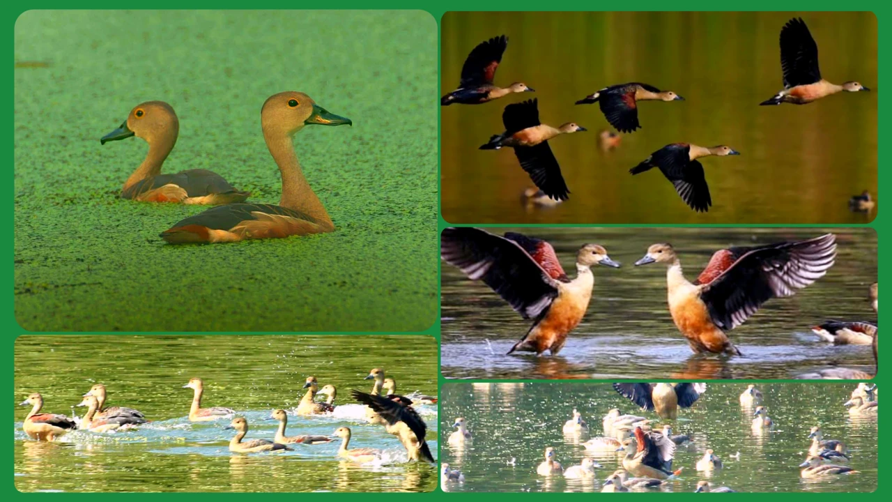 শীতের সকালে পরিযায়ী পাখির কলতানে মুখর রাজশাহী বিশ...