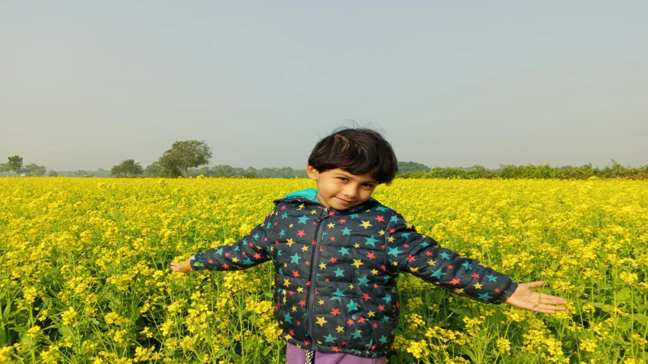 মাগুরায় সরিষার বাম্পার ফলনের আশা করছেন কৃষি বিভাগ ...