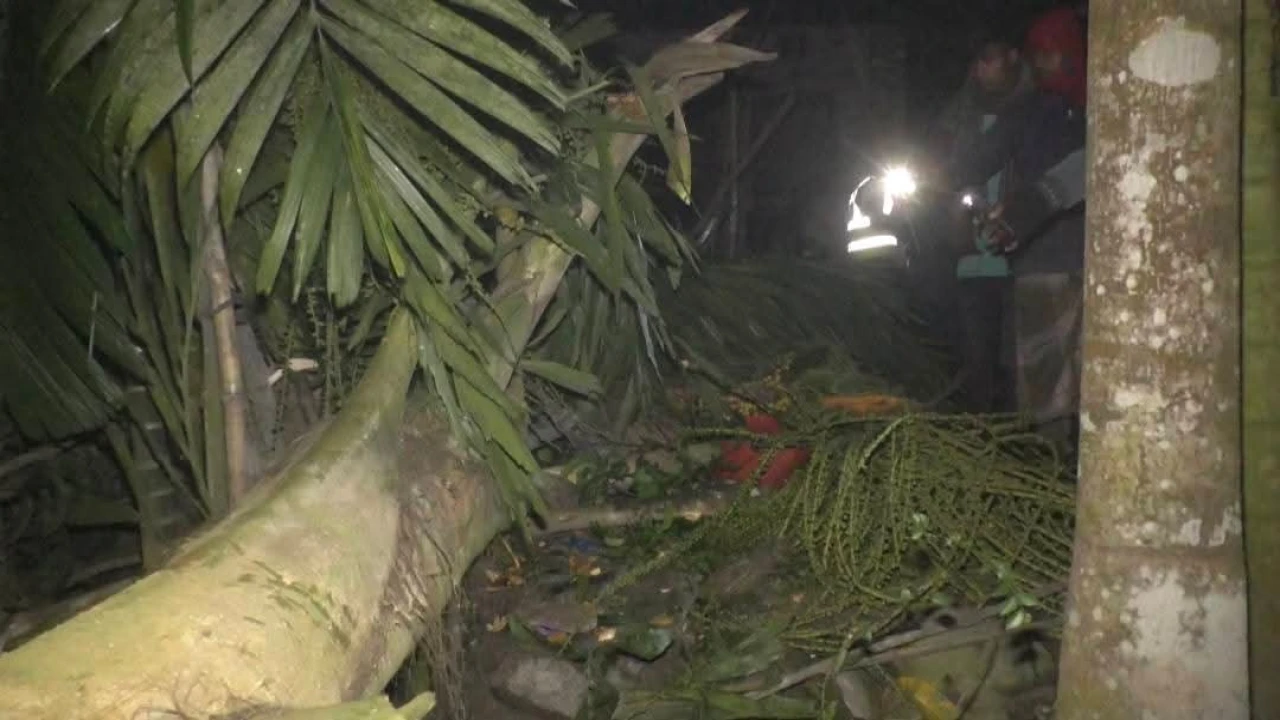 গাইবান্ধায় গাছ চাপায় দুই বোনের মর্মান্তিক মৃত্যু...