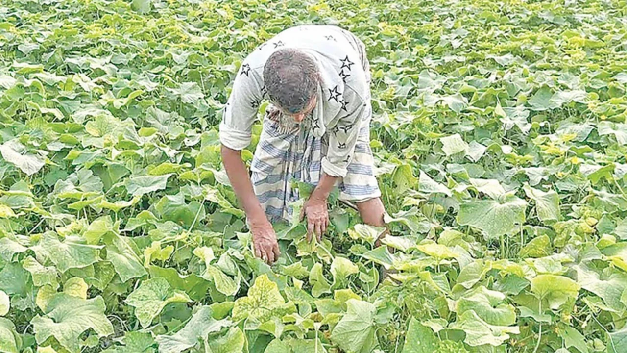 রায়পুরের চরাঞ্চলে খিরার বাম্পার ফলন...