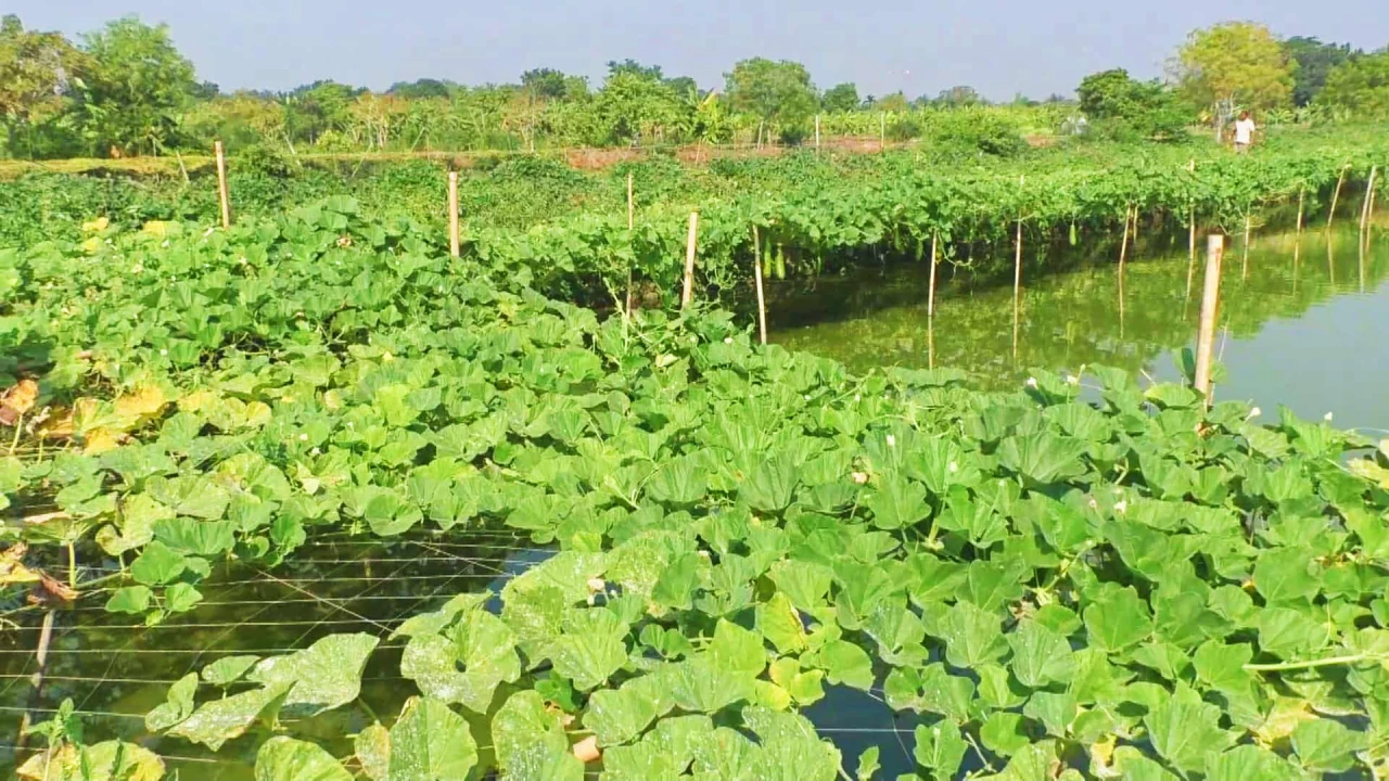 নড়াইলে মাছের ঘেরের পাড়ে লাউ চাষ, দ্বিগুণ আয়ে কৃষকে...