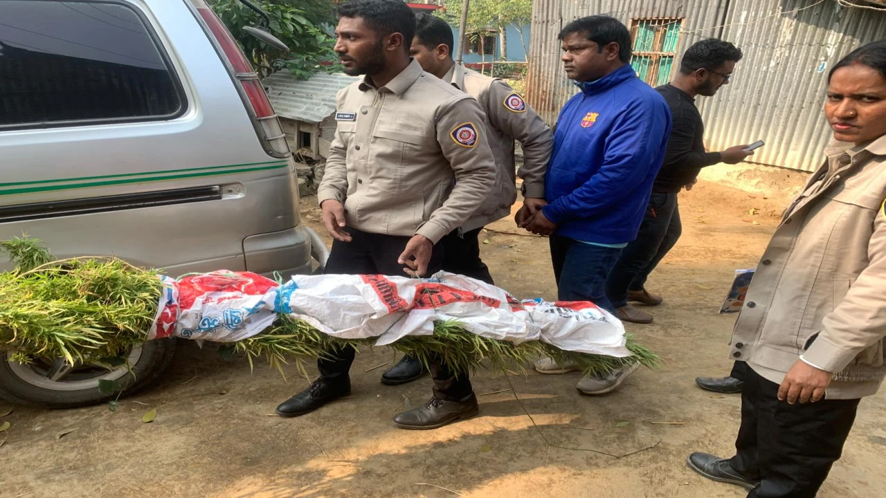 কালিয়ায় বসতবাড়িতে গাঁজা চাষ, যৌথ অভিযানে দুইটি গাঁ...