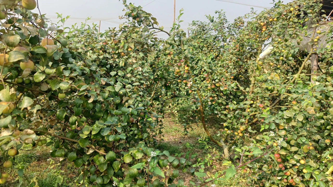 নড়াইলে কুল চাষে দুই বন্ধুর সাফল্য...