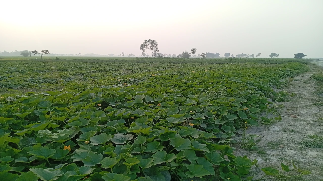 তিস্তার বুকে রবি শস্যের চাষ, ভাগ্য বদলাচ্ছে চরাঞ্চ...
