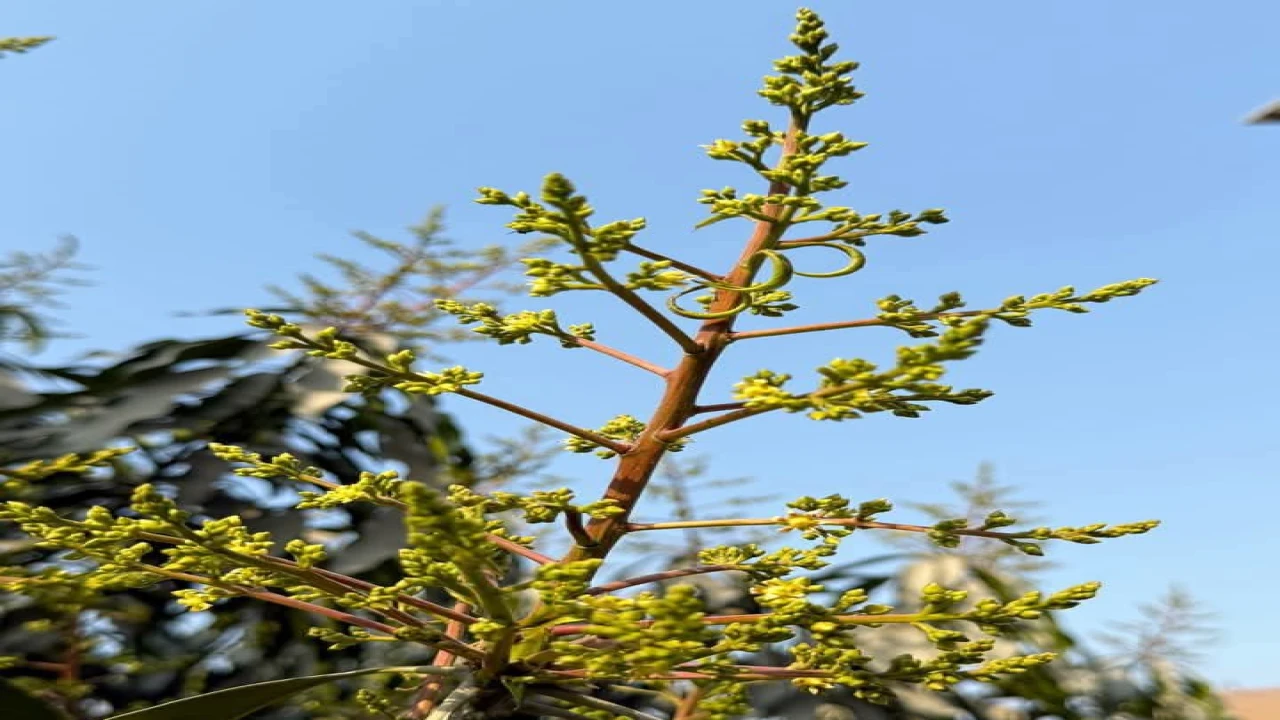 চাঁপাইনবাবগঞ্জে বসন্তের আগমনে আমের মুকুলে মাতোয়ার...