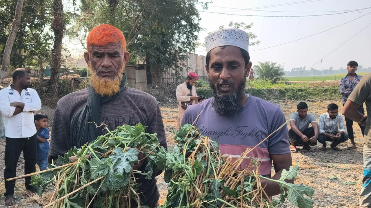 কৈখালীতে জামায়াত নেতার তরমুজ ক্ষেত লন্ডভন্ড