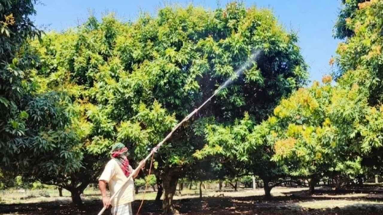 দিনাজপুরে লিচুর মুকুলে হাসছে চাষির স্বপ্ন...