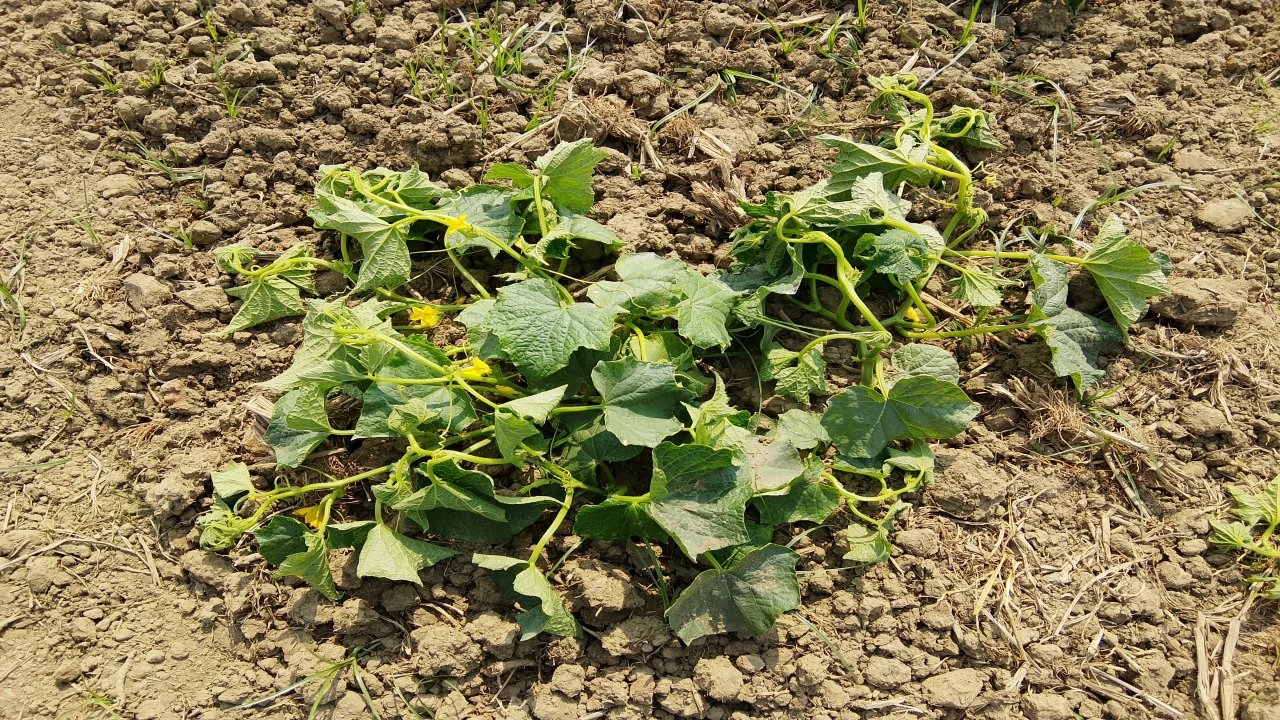 মাগুরায় দাড়িরমাঠে শসার জমিতে আগাছা দমনের বিষ স্প্র...