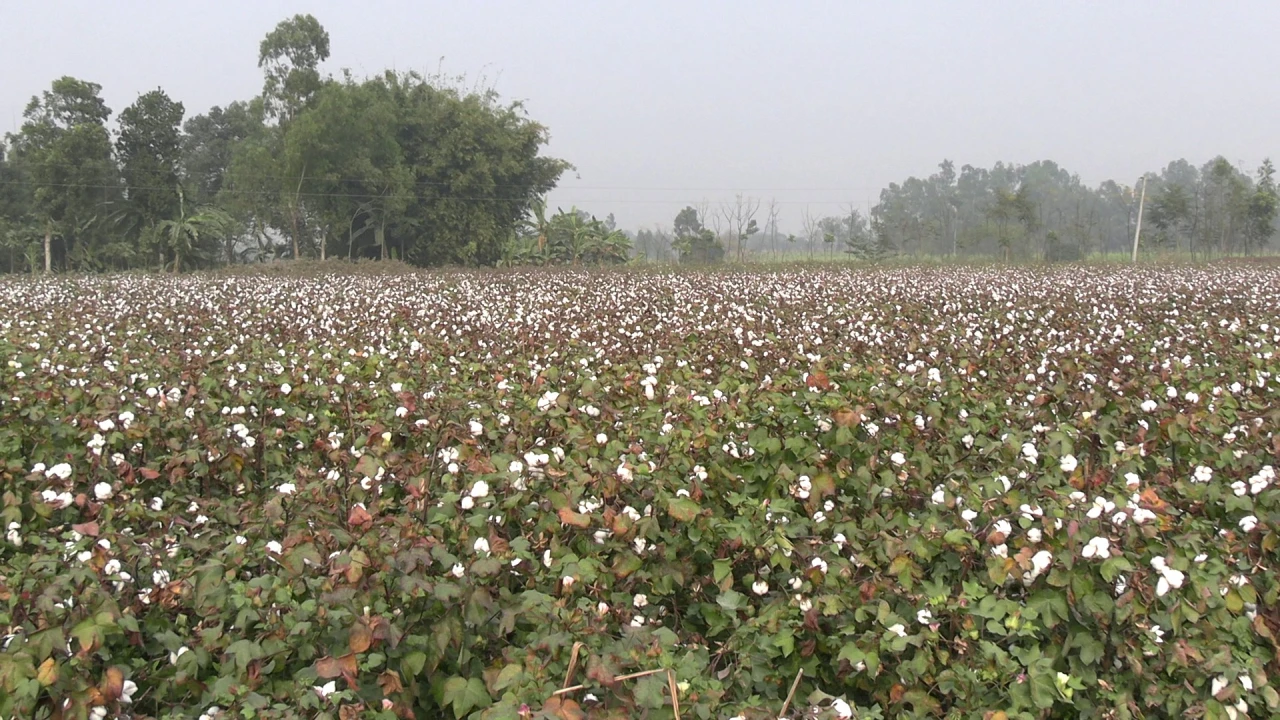 সাদা সোনায় স্বপ্ন বুনছেন ঠাকুরগাঁওয়ের চাষিরা—আমদান...