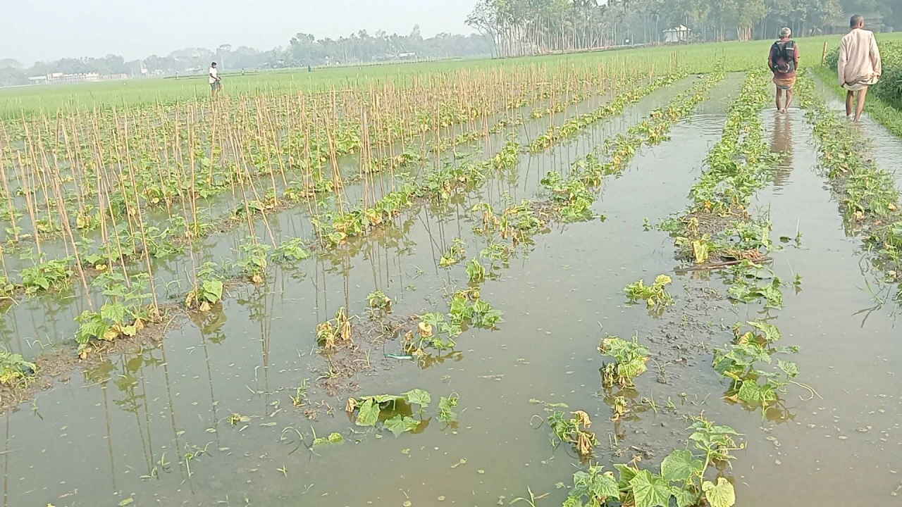 ফুলপুরে ফিশারীর পানিতে তলিয়ে গেল কৃষকের স্বপ্ন ...