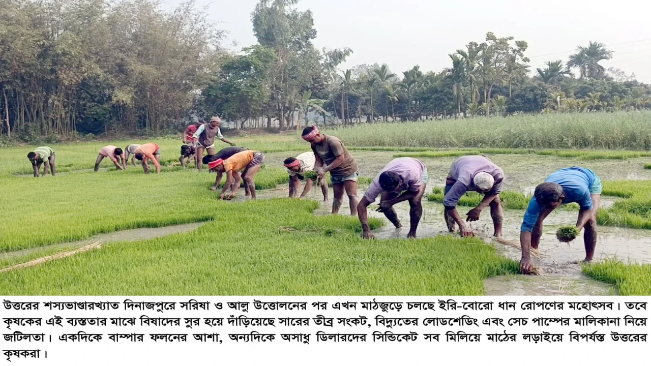 দিনাজপুরে এ কেমন সংকট? একদিকে বাম্পার ফলনের আশা, অন্যদিকে সার নিয়ে চলছে চরম লুকোচুরি