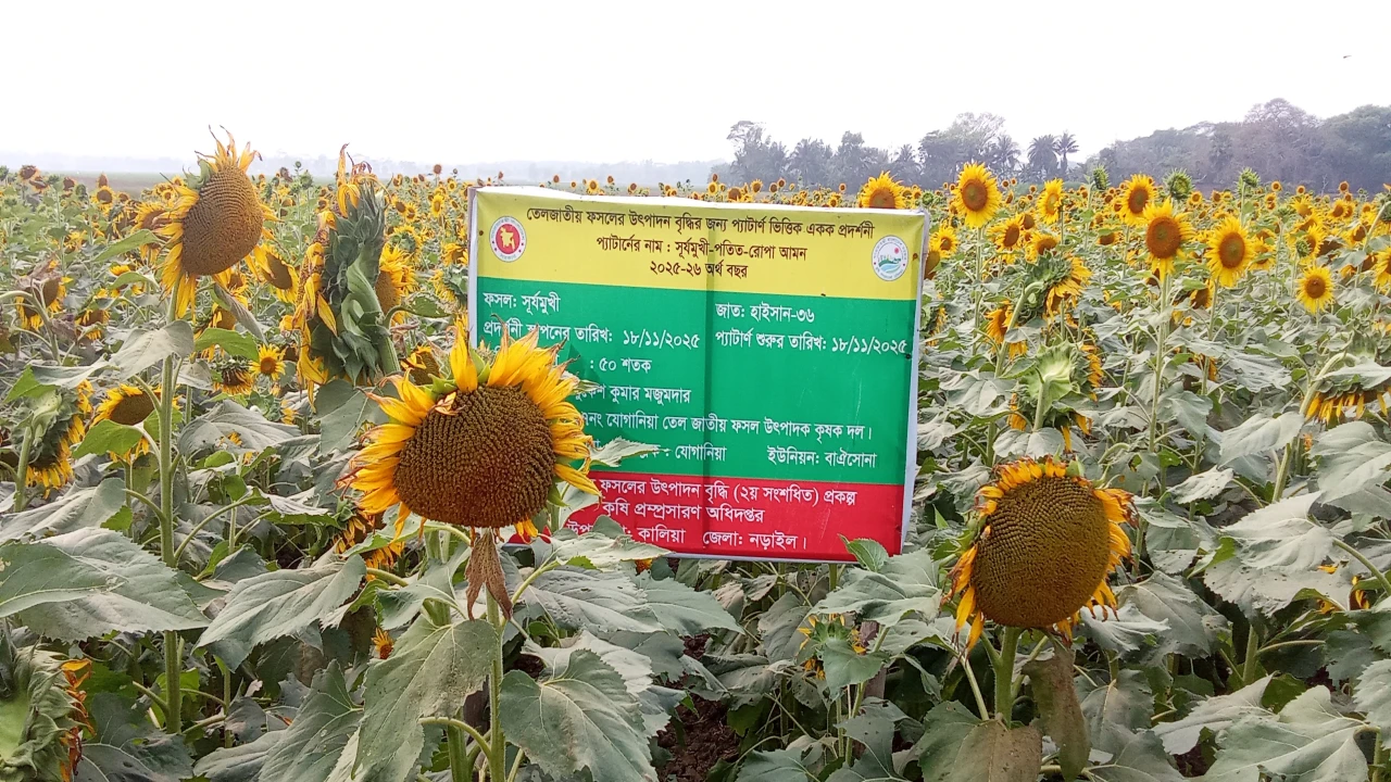 নড়াইলের যোগানিয়ায় সূর্যমুখী চাষে কৃষক মাঠ দিবস ও কারিগরি আলোচনা