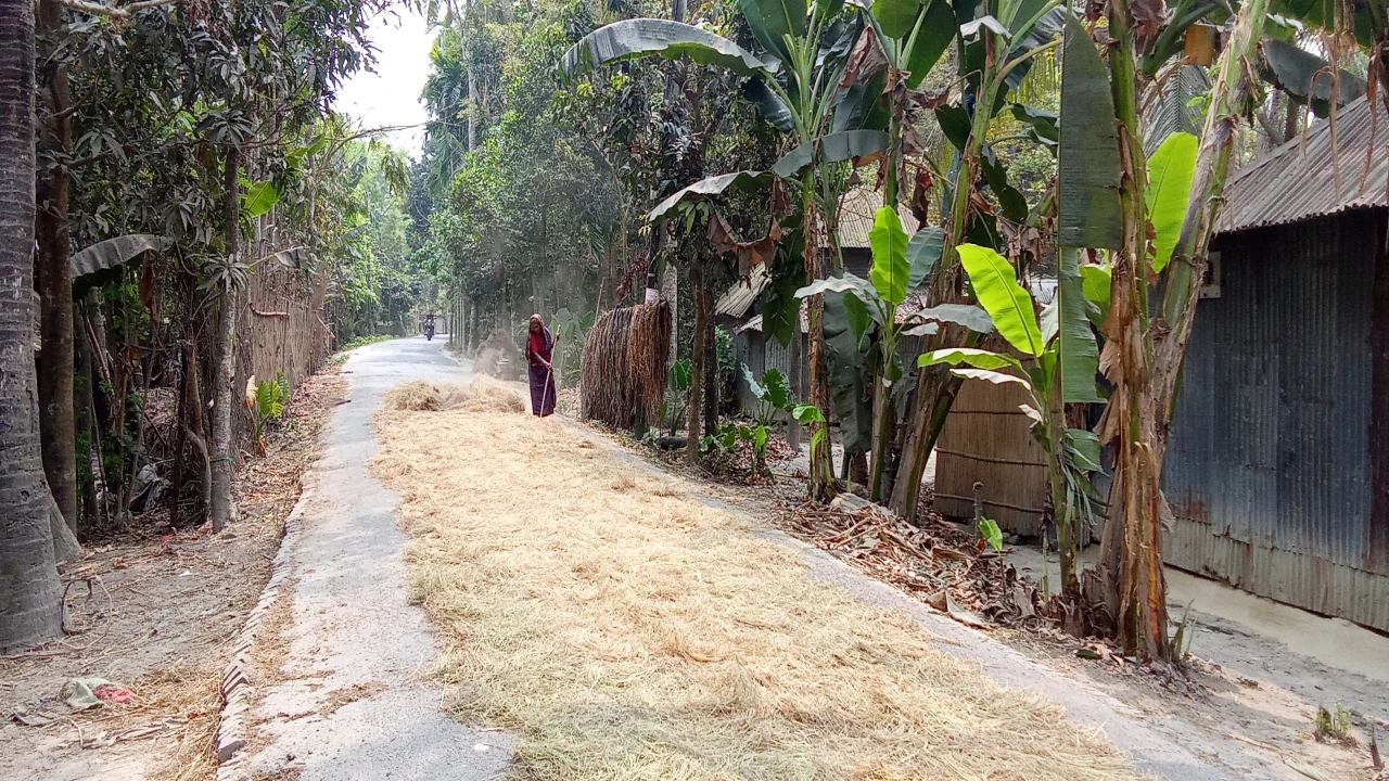 নড়াগাতীর প্রধান সড়ক মৌসুমী ফসল মাড়াইয়ের দখলে...