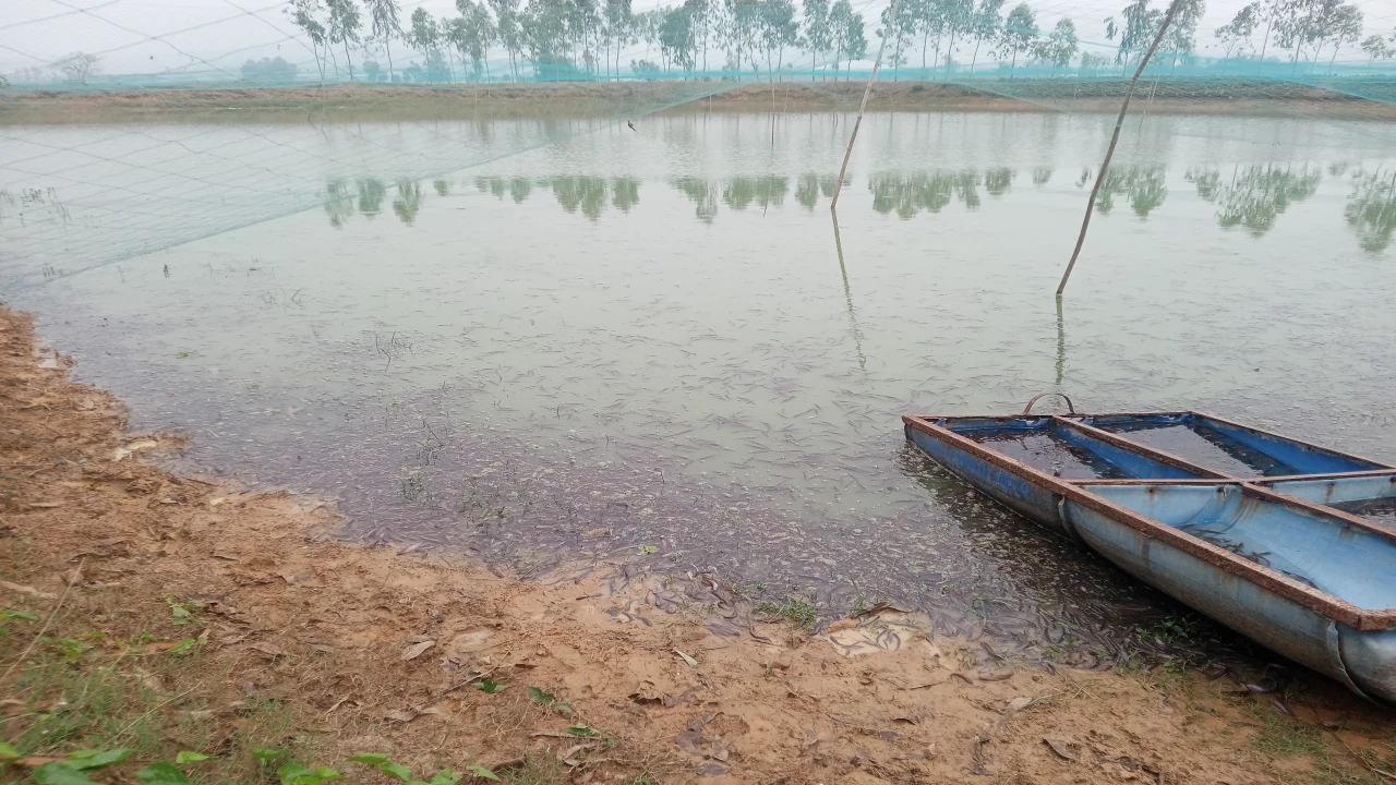 জয়পুরহাটের পাঁচবিবিতে হরিপুর খারিয়াপাড়া গ্রামের পুকুরে বিষ প্রয়োগে মাছ নিধন, প্রায় ১০ লাখ টাকার ক্ষতি