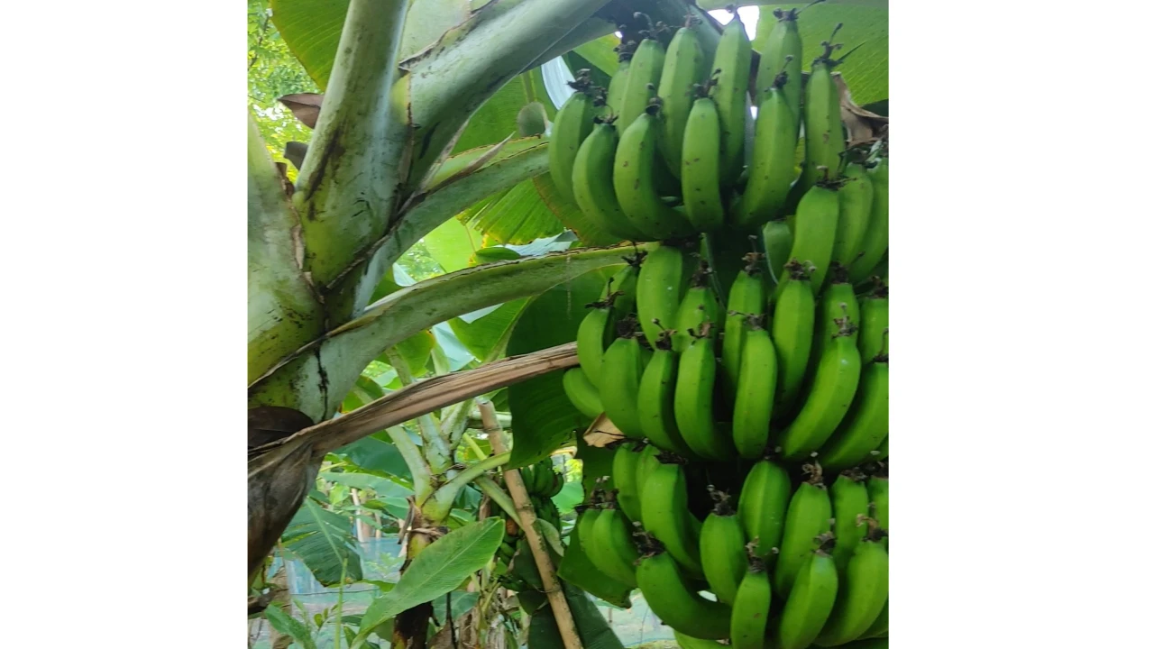 তালায় টিস্যু কালচার কলায় ভাগ্য বদল: কৃষক খায়রুল আলমের অভাবনীয় সাফল্য 