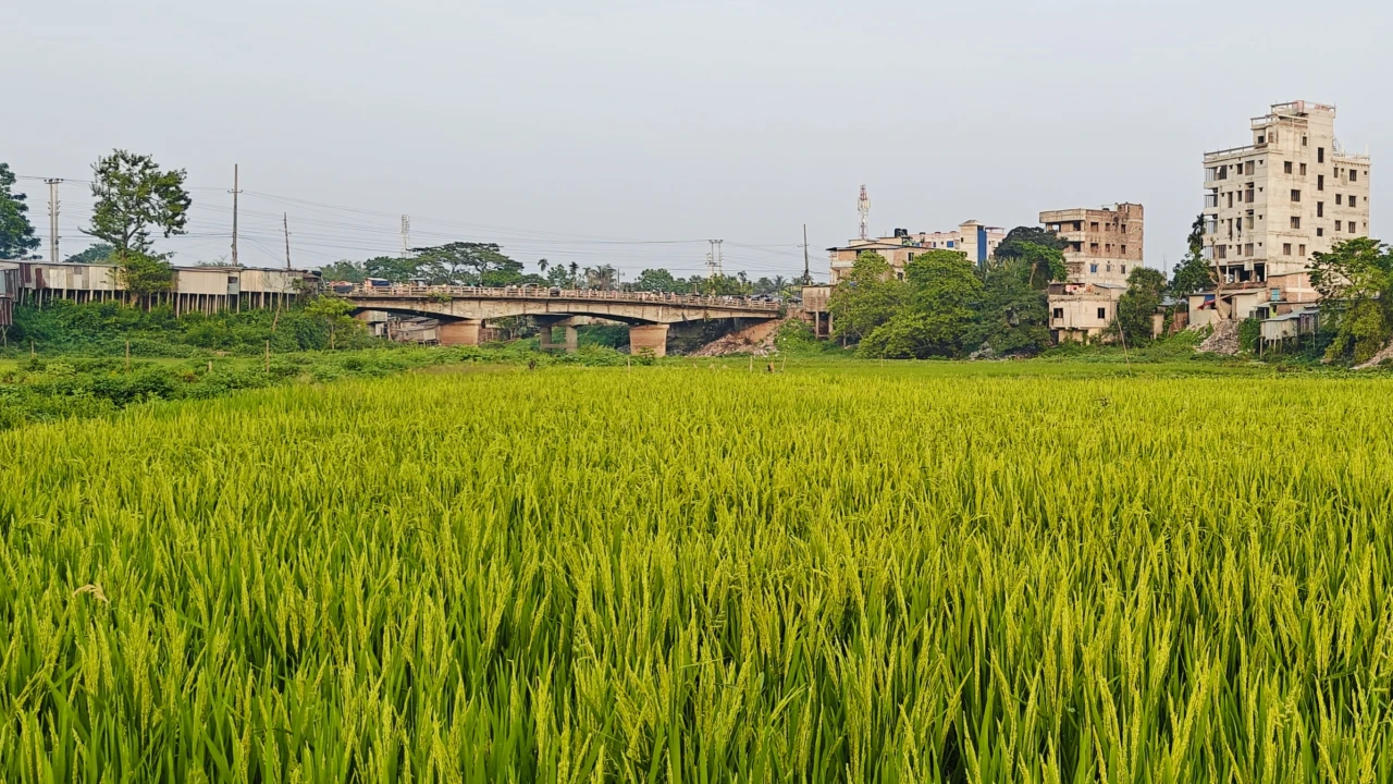 ফুলপুরে খড়িয়া নদী এখন সবুজ ধানের ক্ষেত