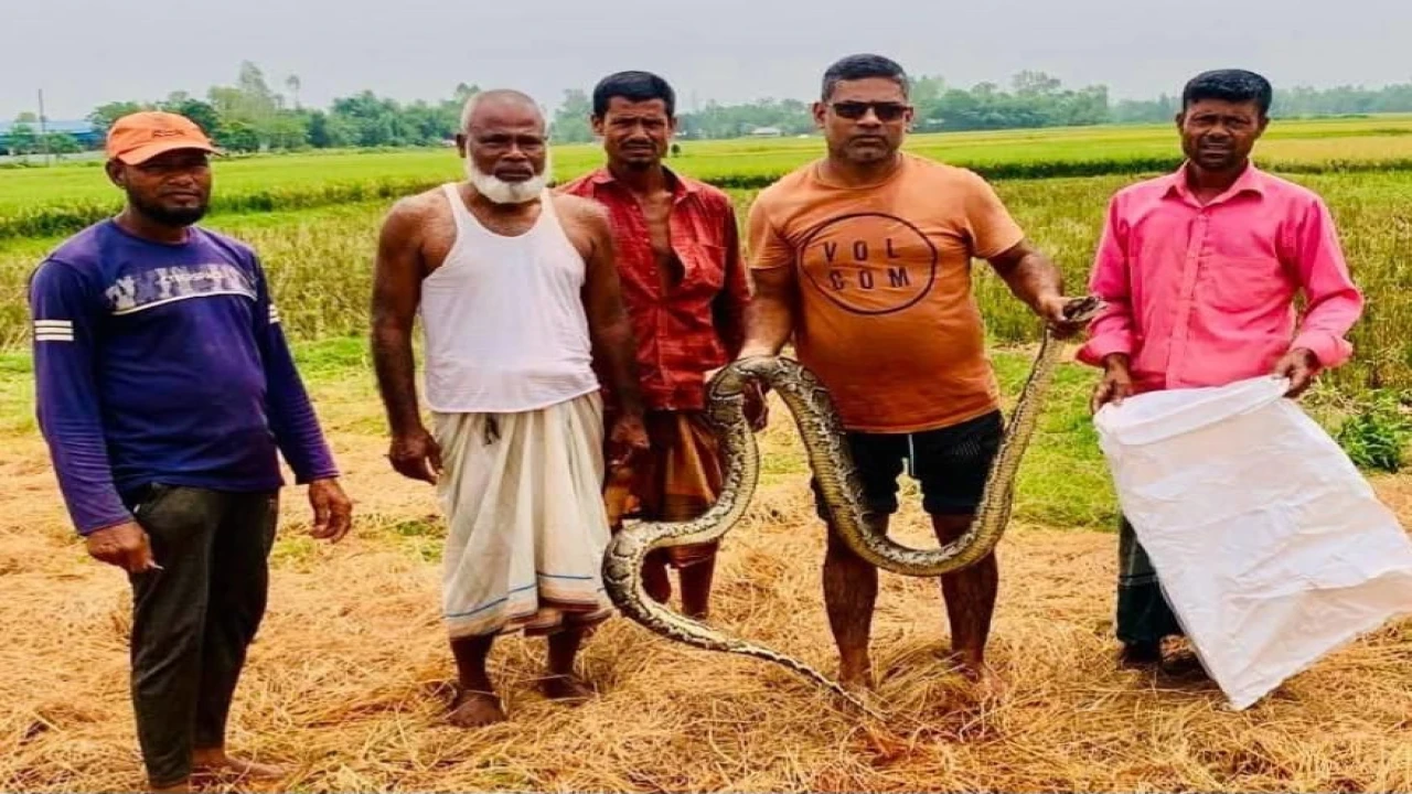 মাছ ধরার জালে উঠে এলো বিরাট আকৃতির অজগর     