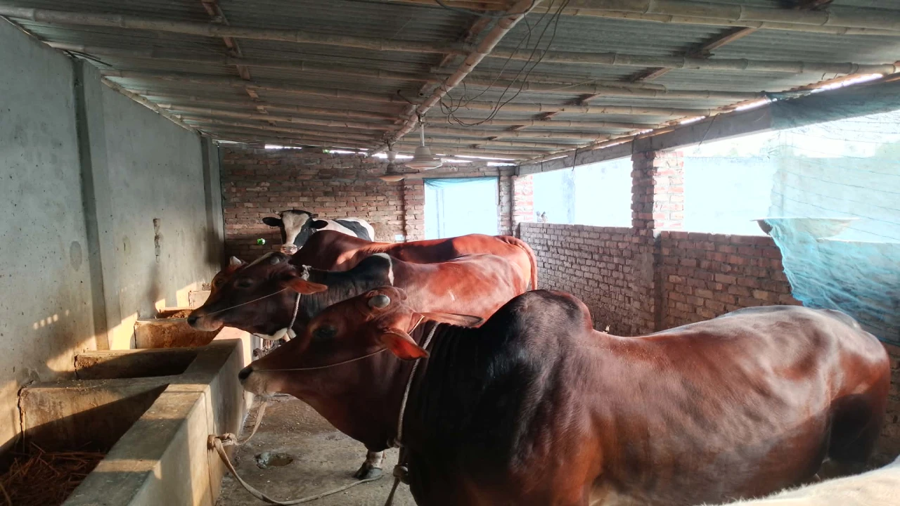 বগুড়ায় কোরবানির জন্য প্রস্তুত ৭ লাখ ৪০ হাজার পশু, শুরু হয়েছে বিক্রি
