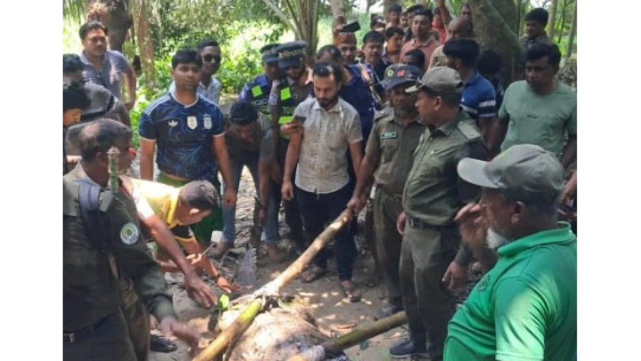 বাগেরহাট মাজারের দিঘির কুমির এখন খুলনার বন্যপ্রাণী কেন্দ্রে পুনর্বাসিত