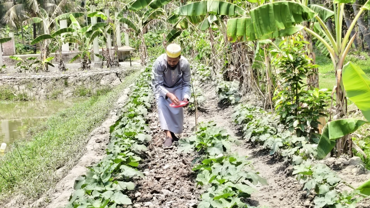 শিক্ষকতার পাশাপাশি ইমাম প্রশিক্ষণ নিয়ে কৃষিতে সফলতার মুখ দেখছেন শরীফ বিল্লাহ