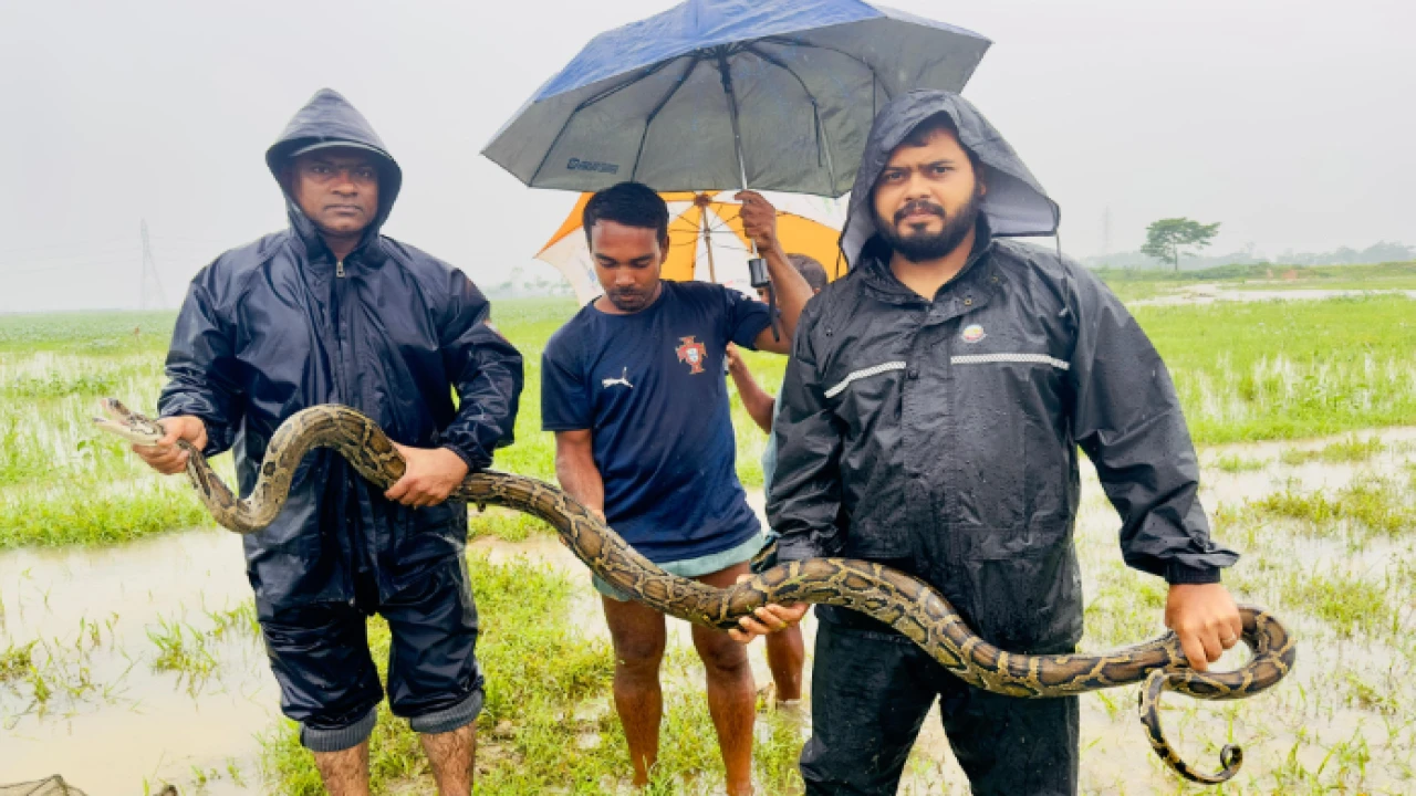 শ্রীমঙ্গলে মাছ ধরার জালে উঠে এলো বিশাল আকৃতির অজগর