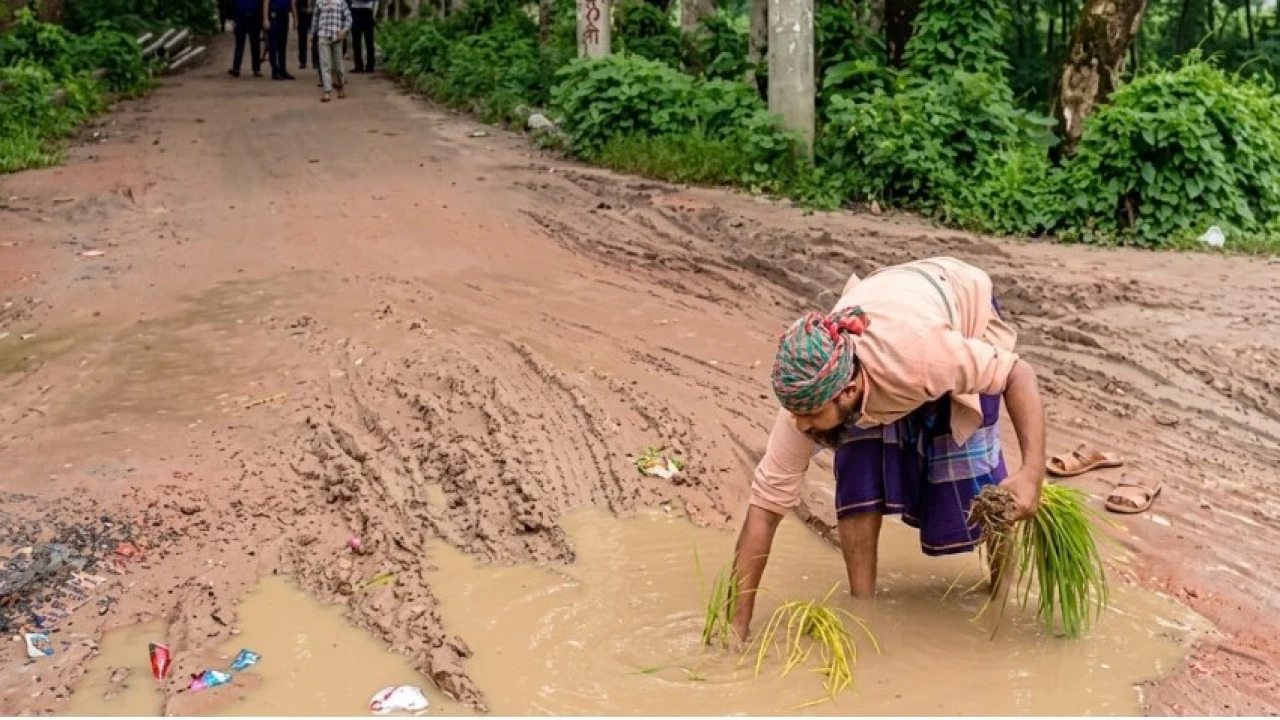গৌরনদীতে দুটি সড়কের বেহাল দশা, ধানের চারা রোপণ করে প্রতিবাদ