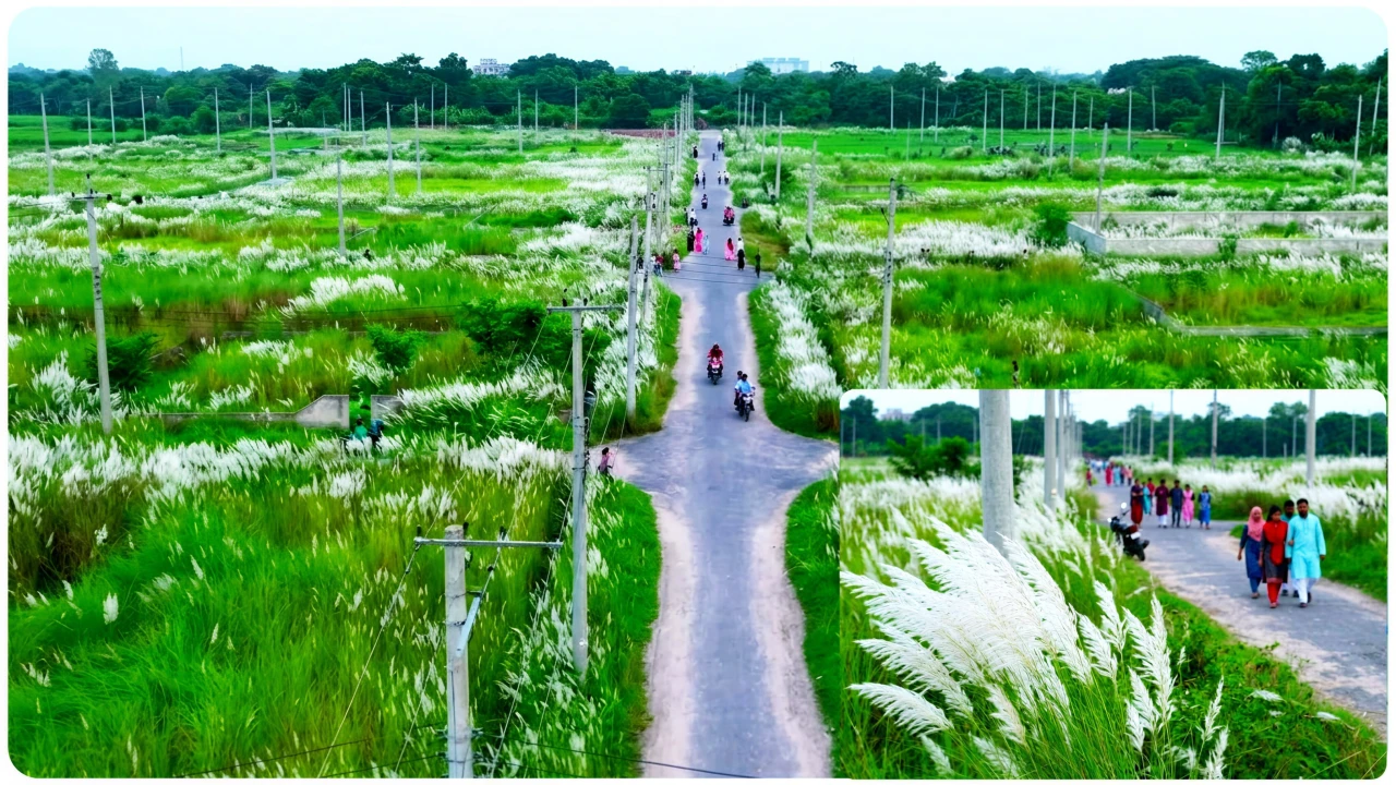 শুভ্র কাশফুলে অন্য রূপের রাজশাহী