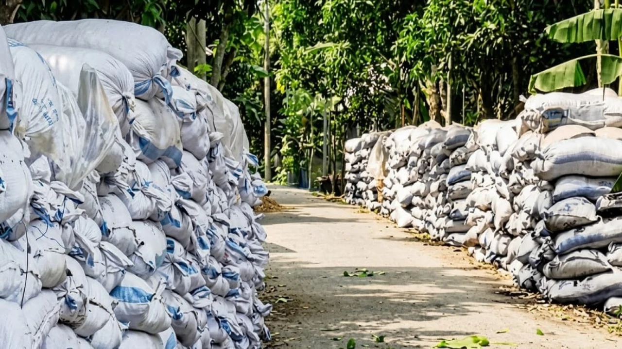 পাবনায় পেঁয়াজের বীজতলা তৈরিতে ছাই-গোবরের ব্যবহার, কমবে উৎপাদন খরচ