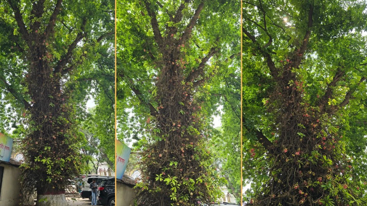শতবর্ষের নীরব প্রহরী: ভাওয়াল রাজবাড়ির ঐতিহ্যবাহী নাগলিঙ্গম
