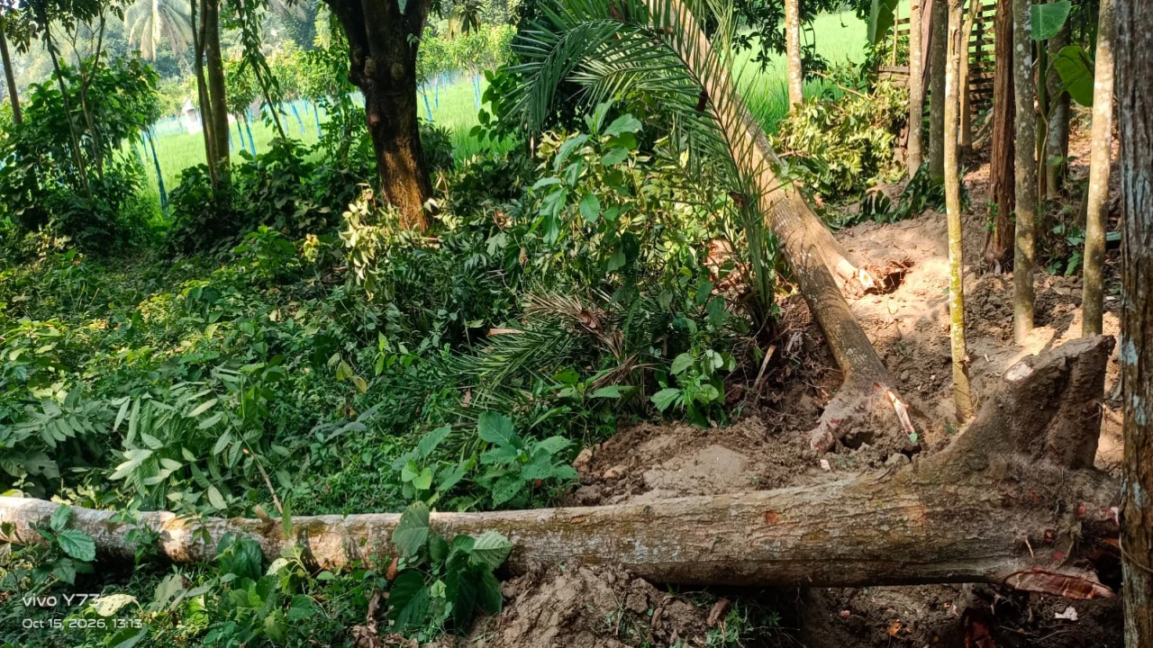 সাতক্ষীরায় বড়খামার কেন্দ্রীয় জামে মসজিদের জমির গাছ কাটার অভিযোগ, বিচারের দাবি মুসল্লিদের